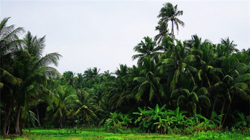 咔淇淋潮人饮品
